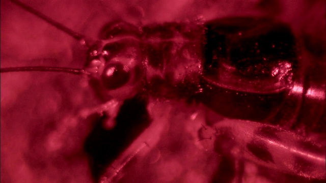 虫子吃东西时触角会抽动。视频素材