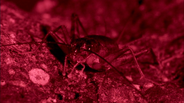 一只蟋蟀站在岩石表面上。视频素材