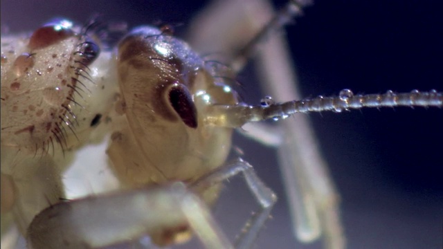 蟋蟀用嘴梳理它的腿。视频素材