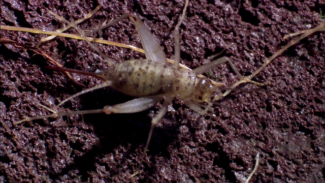 蟋蟀在它的触角蠕动时梳理着它的腿。视频素材