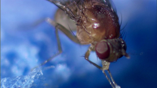 苍蝇清理它的腿和喙。视频下载