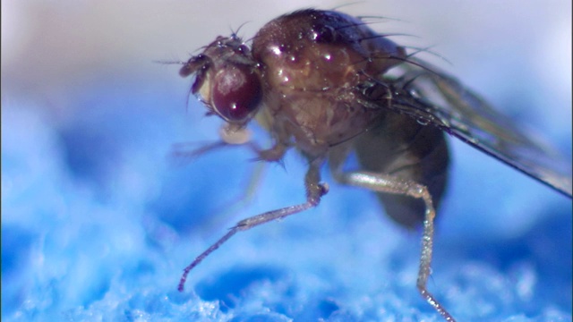 苍蝇清理它的腿和喙。视频素材