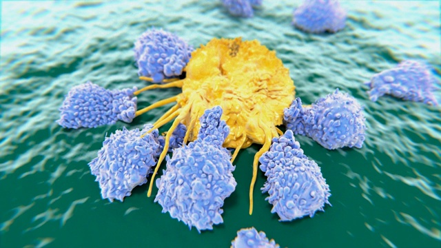 癌细胞被细胞毒性T细胞摧毁。视频购买