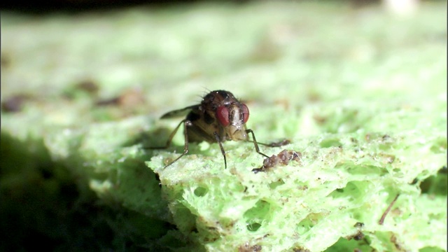 一只果蝇在海绵上爬行，并摩擦它的前腿。视频下载