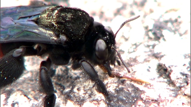 一只黑蜜蜂正在调查一块岩石。视频素材