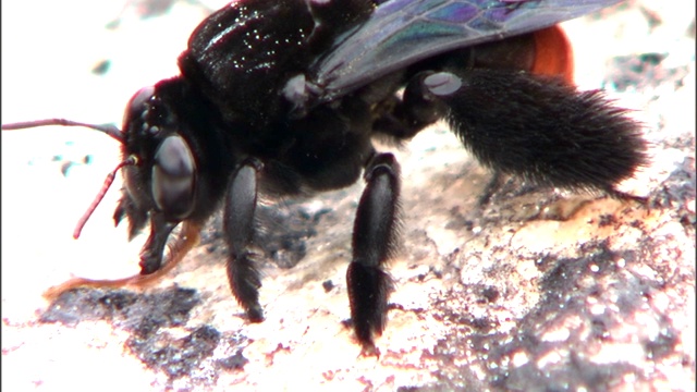 一只黑蜜蜂在岩石地面上调查。视频素材