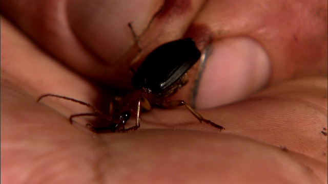 手指轻轻地抓住一只挣扎着要释放的甲虫。视频素材