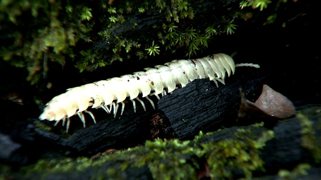 一只白化蜈蚣在岩石上爬行。视频素材