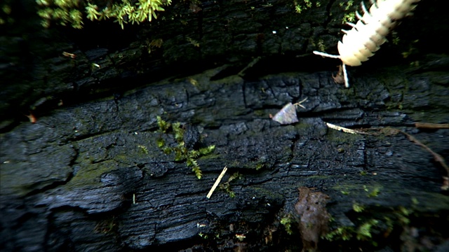 一只白化蜈蚣正沿着一根腐烂的木头爬行。视频素材