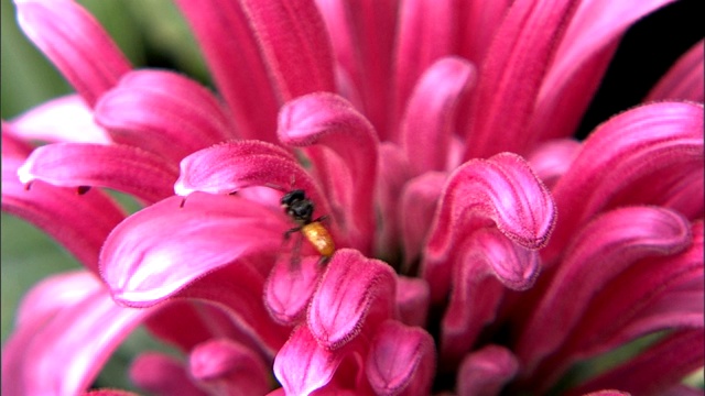 蜜蜂在花上寻找花粉。视频下载