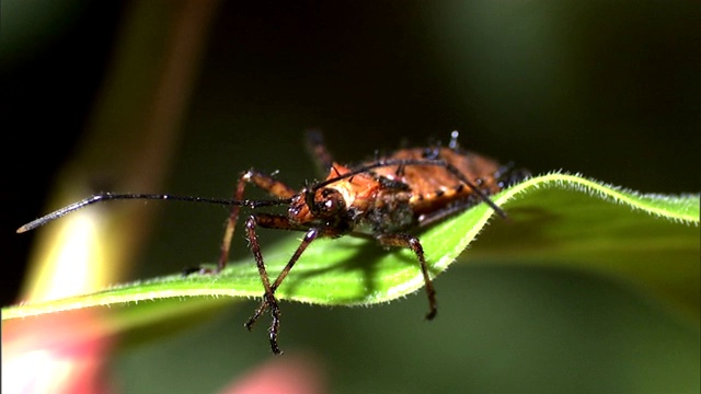 甲虫在研究树叶边缘时摆动着它的腿。视频素材