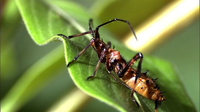 甲虫在研究树叶时摆动着腿。视频素材