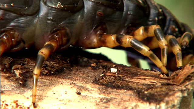 一只大蜈蚣走在一块木头上。视频下载