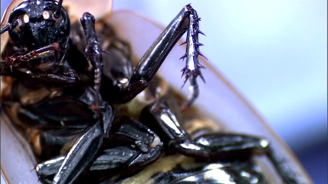 当黑头蟑螂试图咀嚼时，人类的手指会探测它的腹部。视频素材