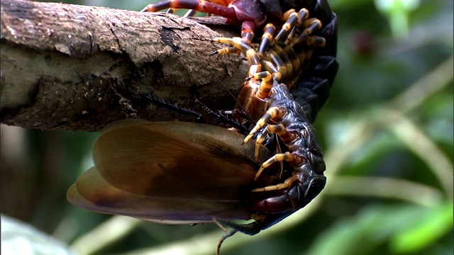 蜈蚣吃蟑螂。视频素材