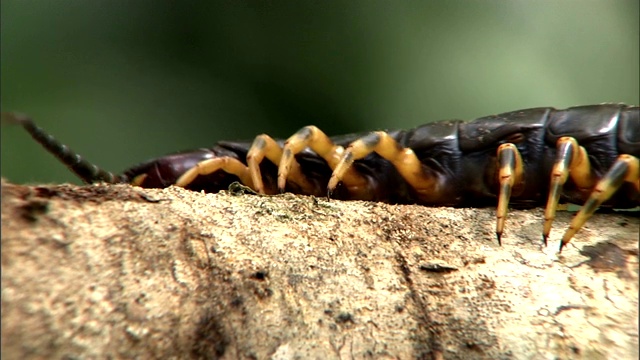一只巨大的蜈蚣正绕着一根圆木爬行。视频素材