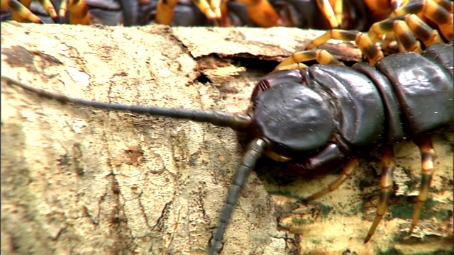 一只蜈蚣正在调查一根木头。视频素材