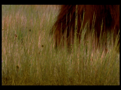 公牛猛犸象正在战斗，而它们的兽群在观看。视频素材
