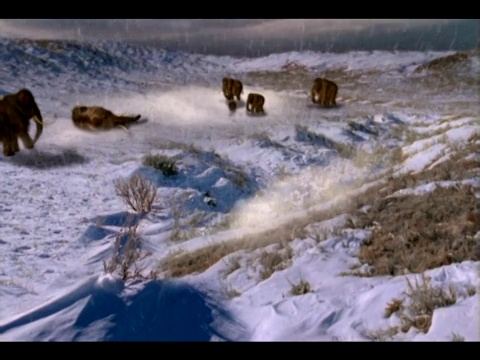 一头长毛象瘫倒在雪地里。视频素材