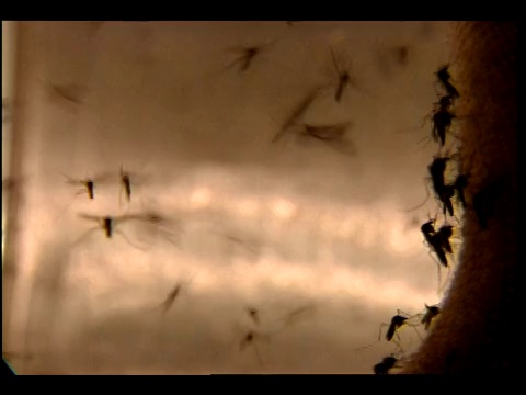 一群蚊子飞来飞去，落在一块粗麻布上。视频下载