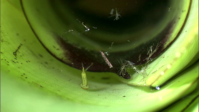 虫子们在水箱里漂浮的碎片附近游泳。视频下载