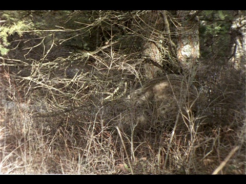 山猫在捕食一只小啮齿动物。视频下载