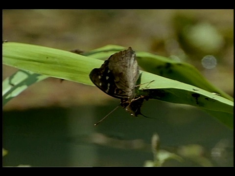 一只蛾子粘在树叶上。视频下载