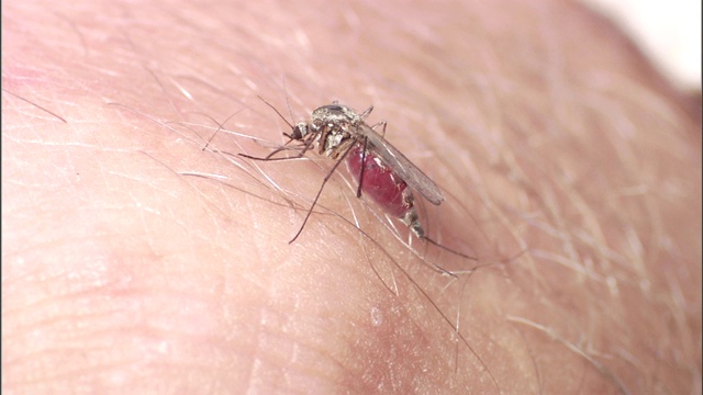 一只蚊子咬了人就飞走了。视频下载