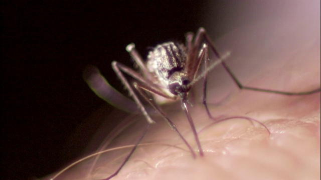 蚊子在进食时，嘴部会刺穿皮肤。视频素材