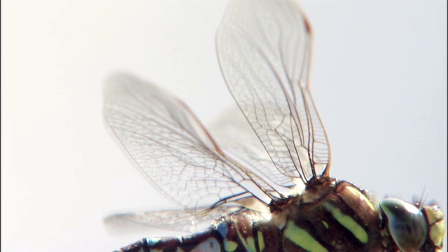 一只蜻蜓扇动着翅膀。视频下载