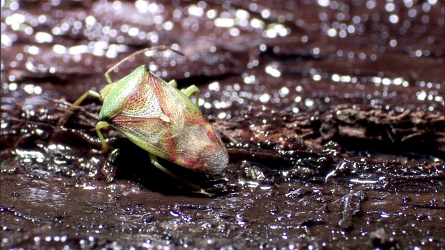 一只五齿目动物在泥泞中漫步。视频素材