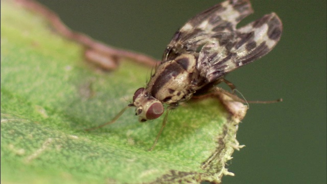 一只食肉甲虫沿着一片叶子爬过叶子边缘的一只食肉毛虫。视频下载
