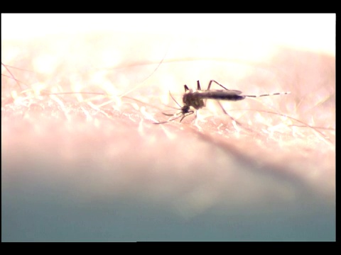 一只蚊子咬了人的手臂。视频下载