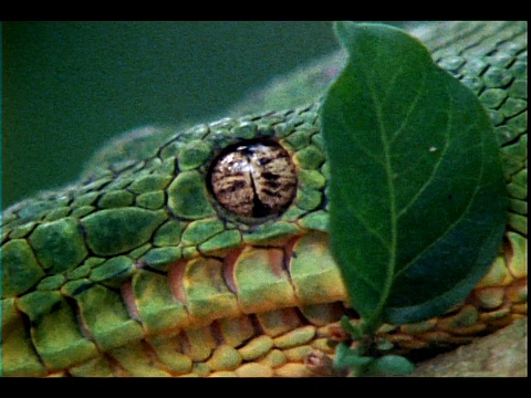 一条蛇的头上覆盖着绿色的鳞片。视频素材