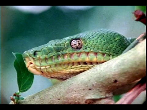 一条绿色的蛇停在树枝上，轻弹它的舌头。视频素材