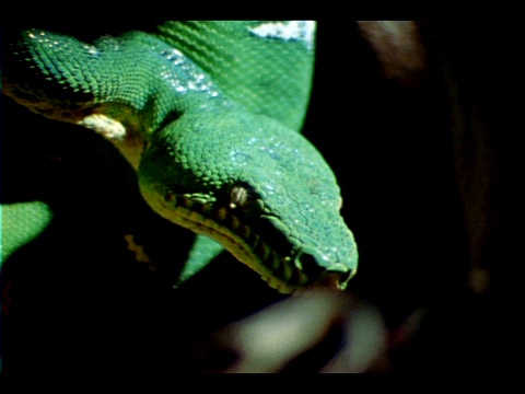 一只鹦鹉栖息在一条绿蛇旁边。视频素材