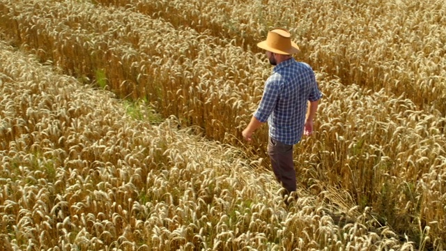 戴帽子的农民在年轻的麦田里检查作物。鸟瞰图人走过麦田。麦田农民步行景观自然农业增长无人机镜头人的天空。4K超高清视频下载