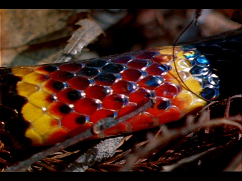 一条色彩鲜艳的珊瑚蛇在树叶间爬行。视频素材