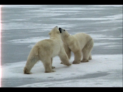 北极熊在冰原上对打。视频素材