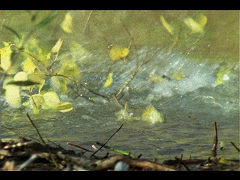 海狸带着一根枝叶繁茂的树枝去堤坝。视频素材