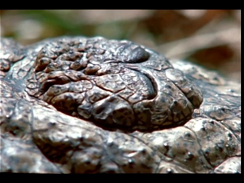 鳄鱼的牙齿暴露在它的大颚上。视频素材