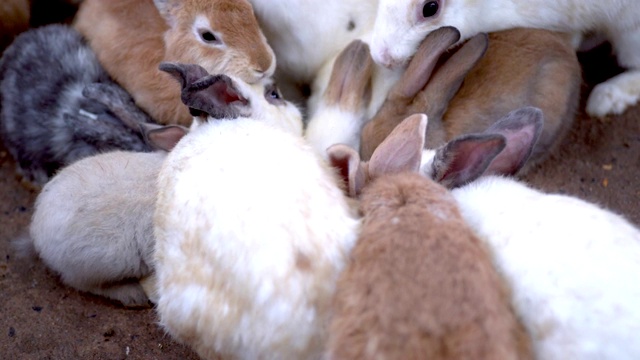一群兔子在农场里吃东西视频下载