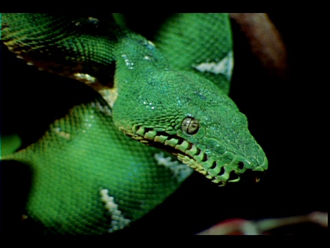 一条鲜绿色的蛇一动不动地悬挂着。视频素材