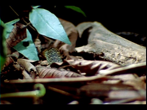 一条蛇在森林的树叶上爬行。视频素材