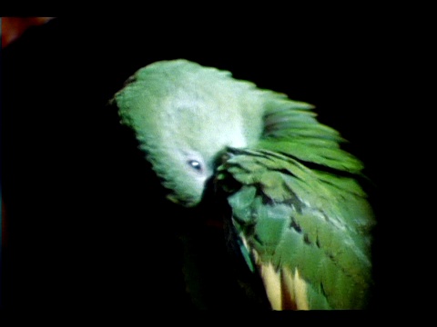 一只绿色的鹦鹉用嘴梳理它的羽毛和脚。视频下载