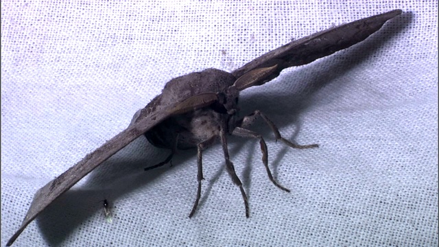 小苍蝇在一只大蛾子展开的翅膀下爬行。视频素材