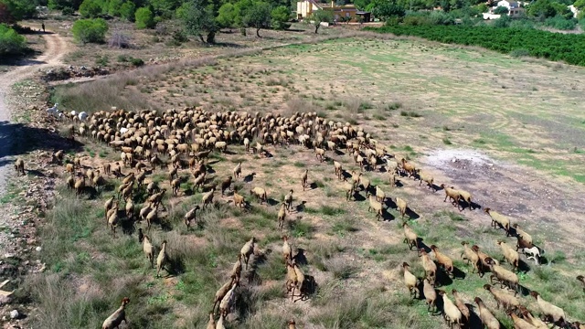 和一群羊羊一起吃草视频素材