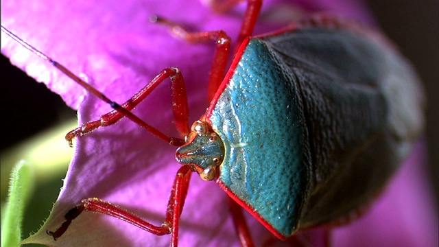 一只五颜六色的甲虫栖息在一朵花上。视频下载