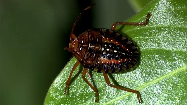 一只甲虫栖息在一片有光泽的叶子上。视频下载