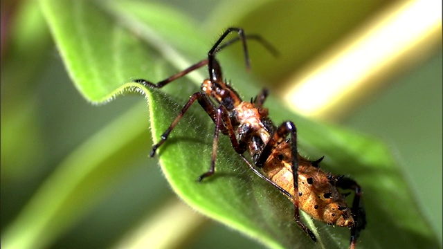 甲虫在调查一片叶子时，会抬起触角，摆动腿。视频素材